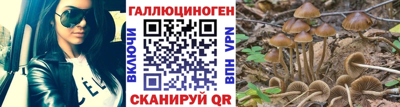 Псилоцибиновые грибы Cubensis  Обнинск 